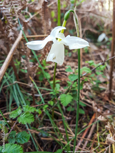 Angel's Tears flower photo