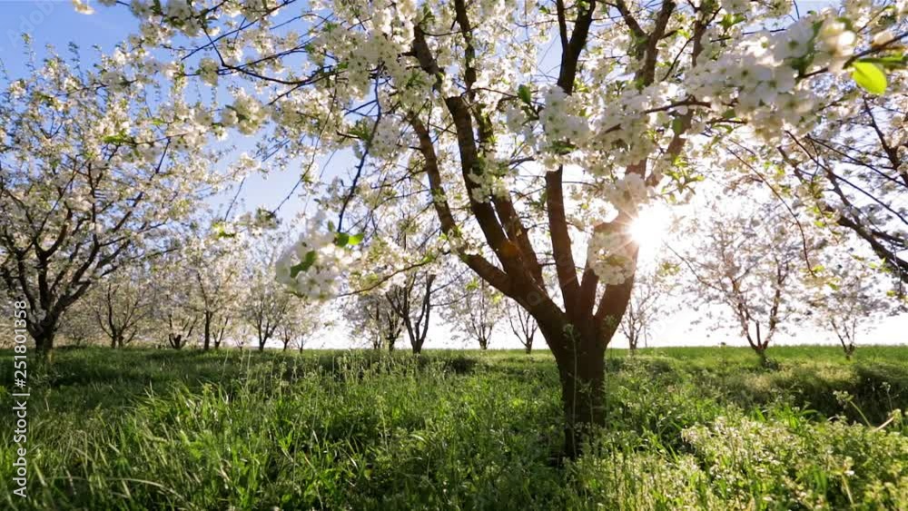 Picturesque ornamental garden with blooming cherry trees on a sunny day. Concept of the ecology. Scenic footage of spring time environment. Beauty of earth. Full HD 1080p video (High Definition). Picturesque ornamental garden with blooming cherry trees on a sunny day. Concept of the ecology. Scenic footage of spring time environment. Beauty of earth. Full HD 1080p video (High Definition).