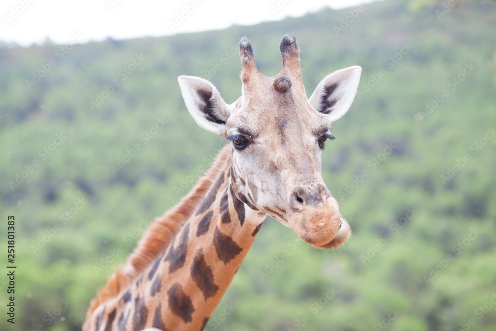 Giraffe Family Herd - in nature, on the background of savanna Giraffe Family Herd - in nature, on the background of savanna