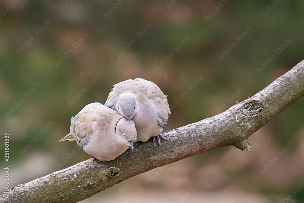 kiss,animal,animal body part,animal wildlife,animals in the wild,beak,bird,close-up,color image,day,defocused,dove - bird,feather,fluffy,gray,green color,horizontal,humor,looking,nature,no people,one kiss,animal,animal body part,animal wildlife,animals in the wild,beak,bird,close-up,color image,day,defocused,dove - bird,feather,fluffy,gray,green color,horizontal,humor,looking,nature,no people,one