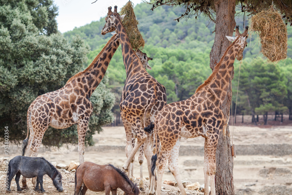 Obraz premium Giraffe Family Herd - in nature, on the background of savanna