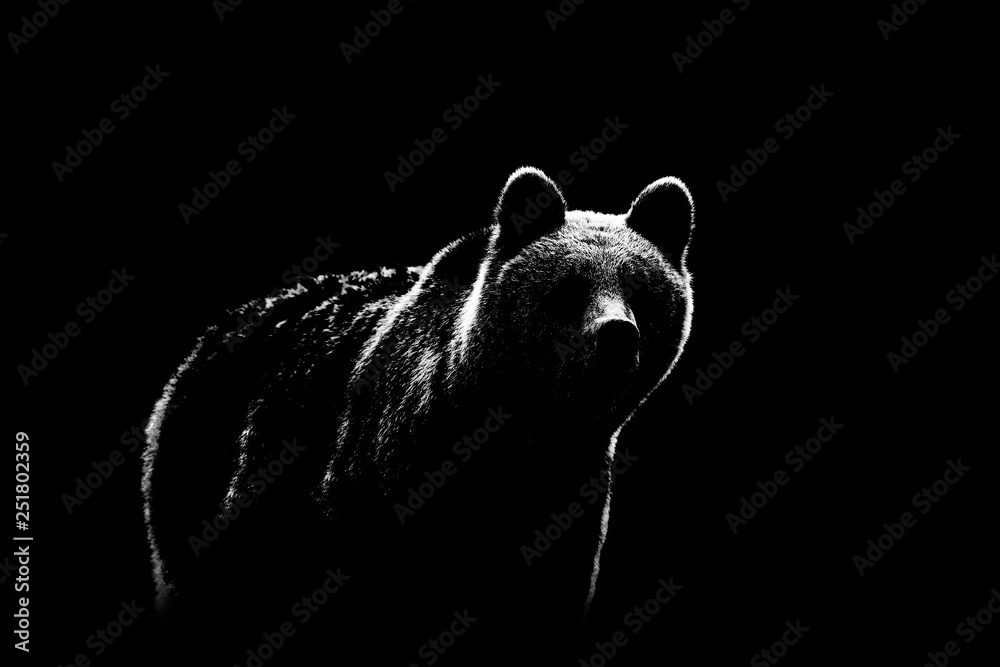 Naklejka Brown bear contour on black background. Bear contour in black and white.