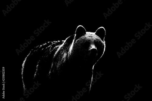 Brown bear contour on black background. Bear contour in black and white.