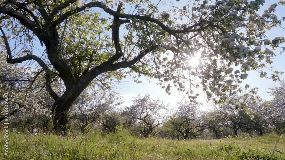 Attractive ornamental garden with blooming apple trees on a sunny day. Concept of the ecology. Scenic footage of spring time environment. Beauty of earth. Full HD 1080p, slow motion video 240 fps. Attractive ornamental garden with blooming apple trees on a sunny day. Concept of the ecology. Scenic footage of spring time environment. Beauty of earth. Full HD 1080p, slow motion video 240 fps.