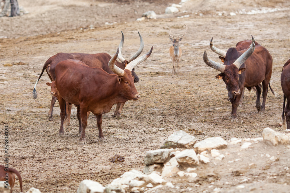 Wild buffalo with large horns in nature Wild buffalo with large horns in nature