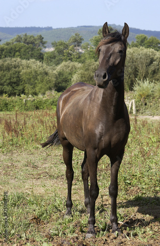 imagen de un caballo marron © Guillermo