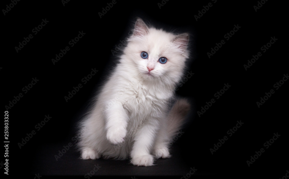 White kitten raised front paw. Playful cat with blue eyes . Ragdoll