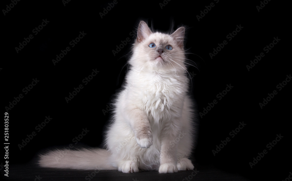 The white cat lifted its front paw. Playful cat with blue eyes . Ragdoll