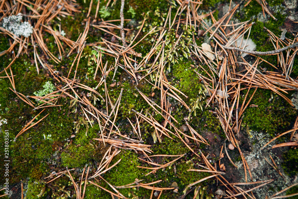 Pine needle and moss texture