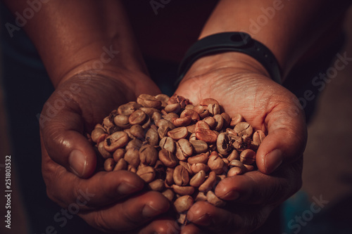 Brown unroasted coffee beans on hand
