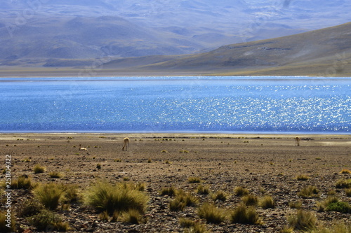 Laguna Altiplanica photo