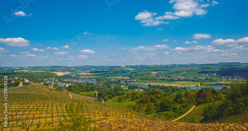 Fototapeta Naklejka Na Ścianę i Meble -  Fields of vineyards in Luxembourg on a Sunny day