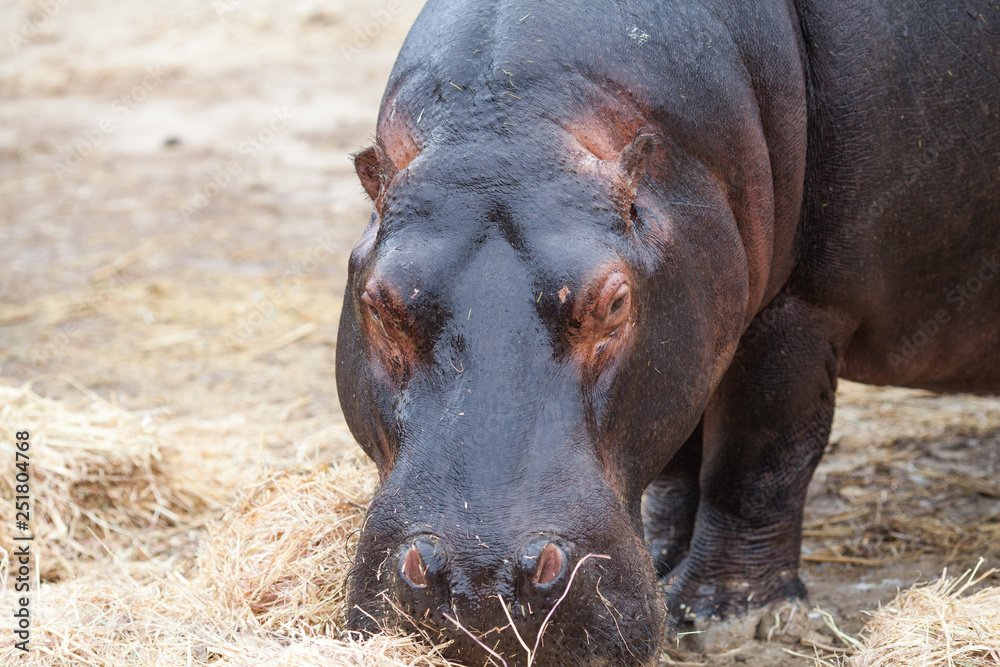 Two hippos were well cared for by safari park staff. Two hippos were well cared for by safari park staff.