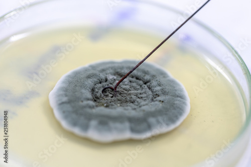 Tableau sur toile Penicillium, ascomycetous fungi are of major importance in the natural environment as well as food and drug production