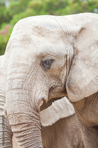 Chiang Mai, Thailand Elephant Nature Park