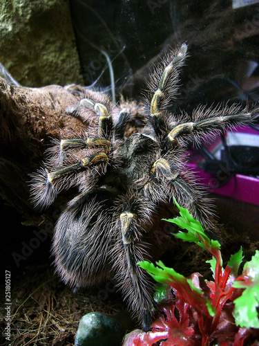 Spider tarantula Grammostola Aureostriata. photo