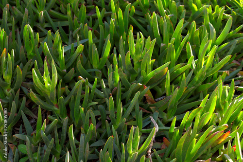 Green background of the surface of the shoots of succulent leaves of grass illuminated by the sun. Cropped shot, horizontal, nobody, outdoors. Concept of nature and ecology.
