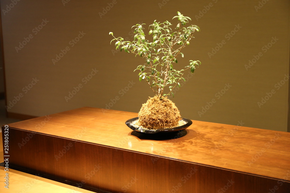 bonsai tree in a pot Japan Japanese bonsai tree in a pot Japan Japanese
