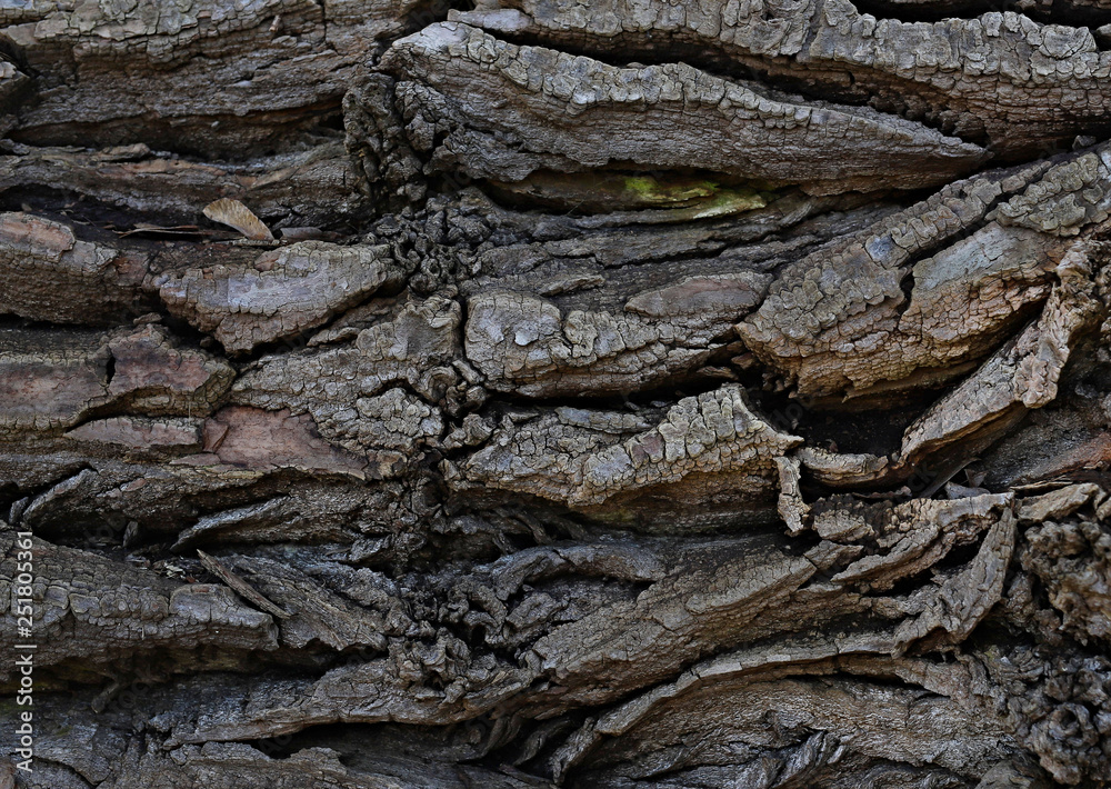 bark of an old tree, background, texture bark of an old tree, background, texture