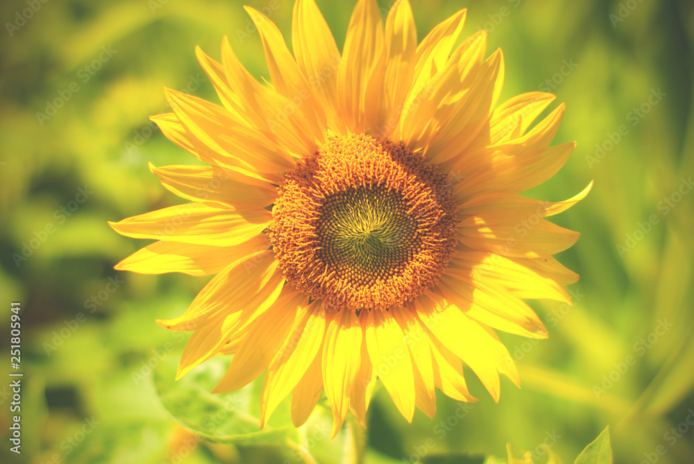 Obraz premium Field of sunflowers . Close up of sunflower against a field in Europe