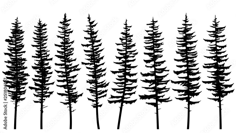 Silhouettes of tall spruce trees with rare branches. Stock Vector ...