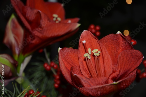 Amaryllis