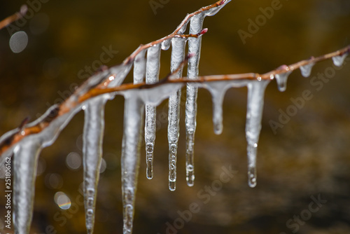Eiszapfen an jungem Trieb