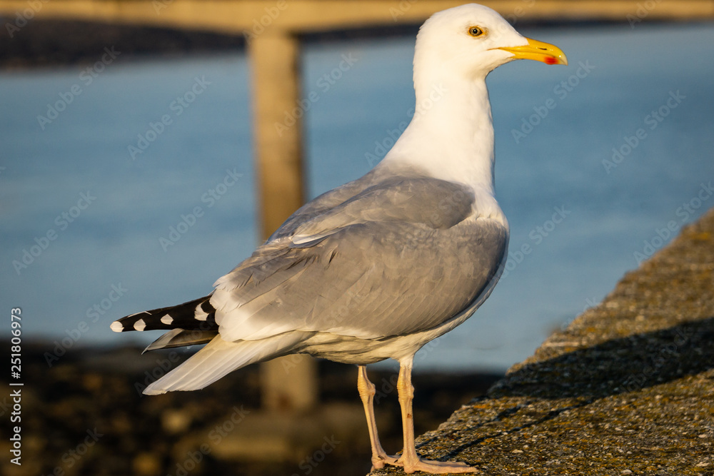 Obraz premium portrait