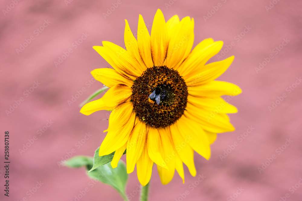 Fototapeta premium Sonnenblume mit Biene