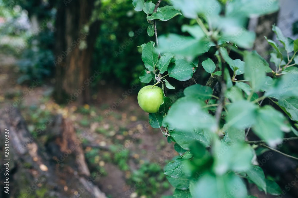 Small green apple is hanging on the fruit tree in the village garden.