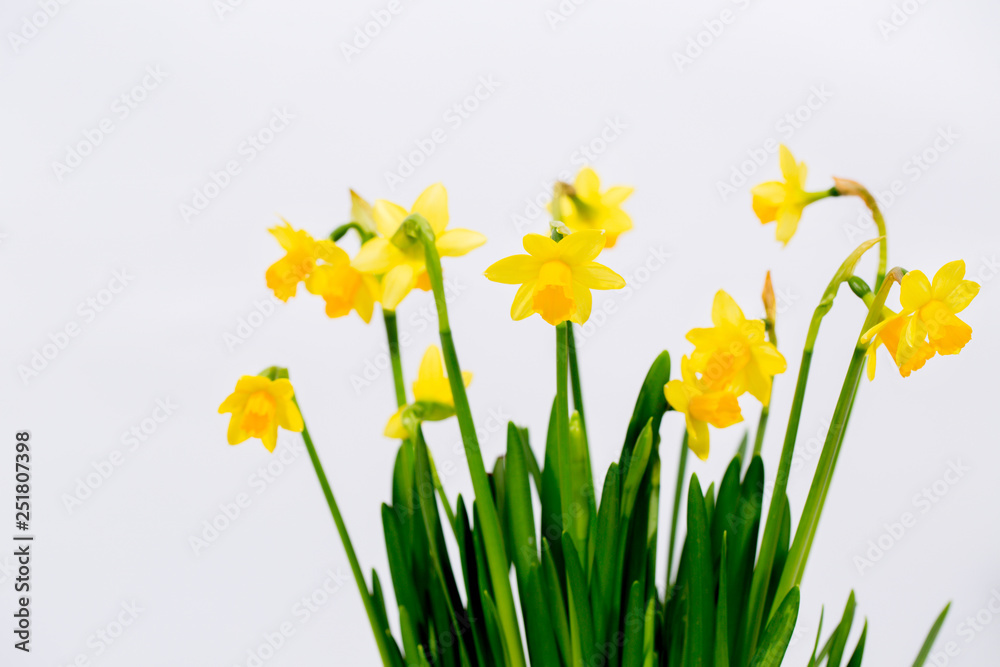 small decorative border daffodils