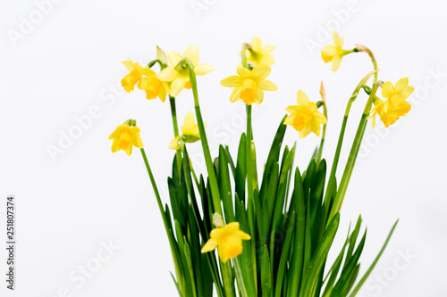 Small yellow daffodils