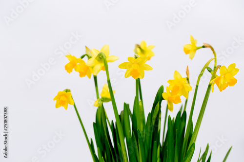 Fototapeta Naklejka Na Ścianę i Meble -  small decorative border daffodils