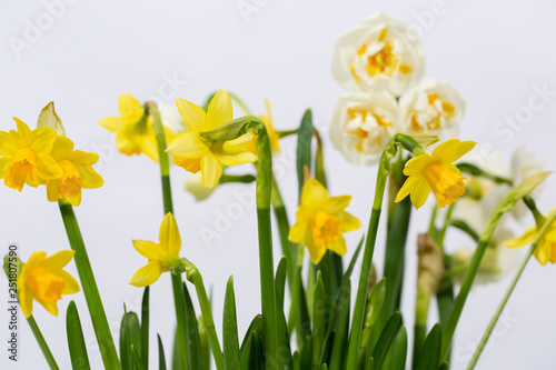 Fototapeta Naklejka Na Ścianę i Meble -  Cream decorative daffodils