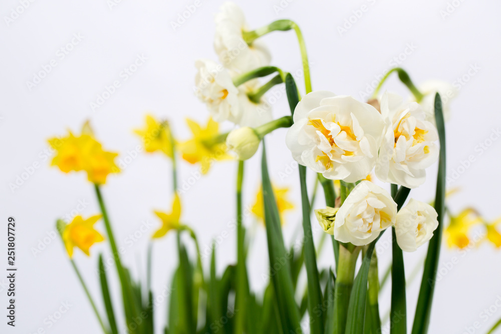 two varieties of daffodils
