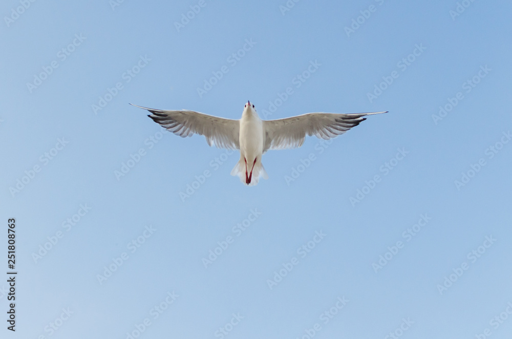 Seagull flying in the blue sky over the sea.