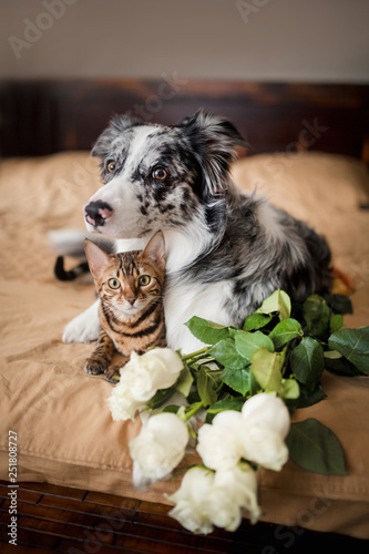 a dog border collie and cat on bed with flowers. concept love. 8 march