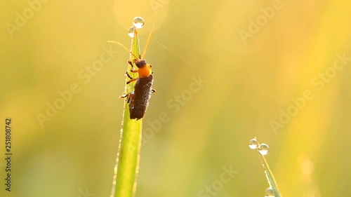 Beelte eating dew on the leaf in the morning Chiangmai Thailand photo