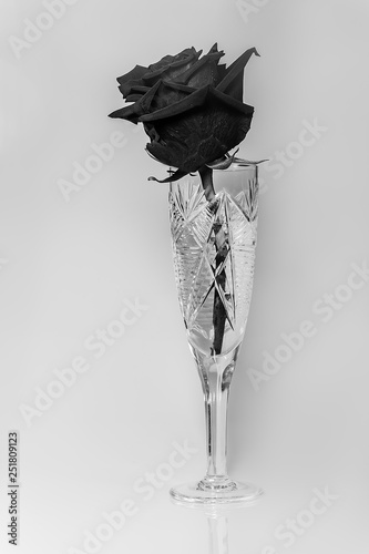 Rose flower in a crystal glass on a thin leg on a white background.