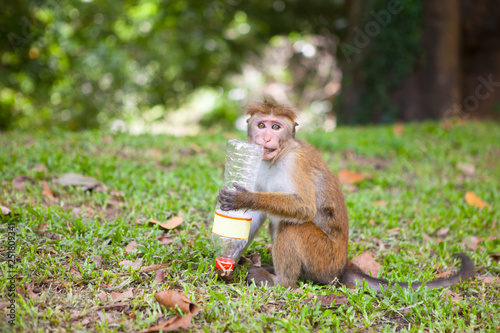 Toque macaque photo