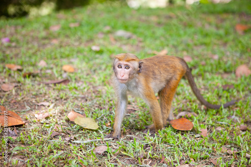 Toque macaque