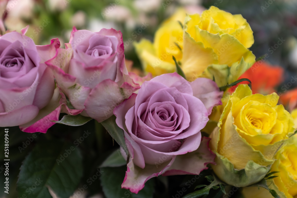 close up of purple and yellow rose flower heads, with a single rose in focus close up of purple and yellow rose flower heads, with a single rose in focus