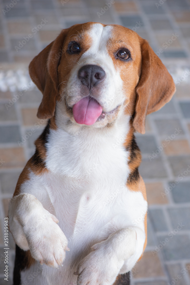 Beagle dogs are looking up in a suspicious manner