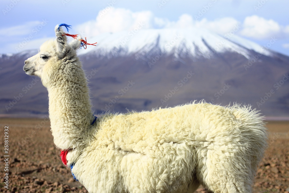 Fototapeta premium Llama de Uyuni