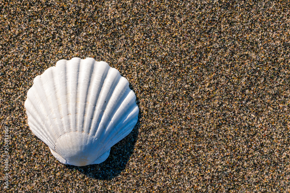 Top view closeup of a white Scallop shell laying on the beach sand. Minimalist design concept. Summer vacation at the beach. Top view closeup of a white Scallop shell laying on the beach sand. Minimalist design concept. Summer vacation at the beach.