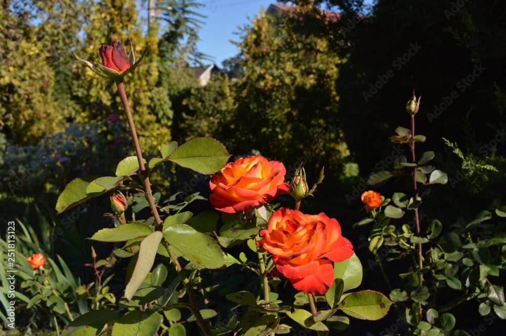 Obraz premium red flowers in the garden
