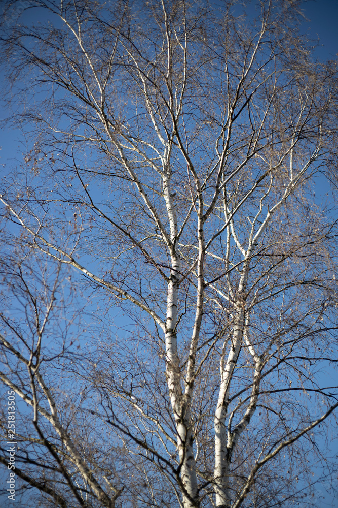 Birken Baum im winter mit blauen Himmel Birken Baum im winter mit blauen Himmel