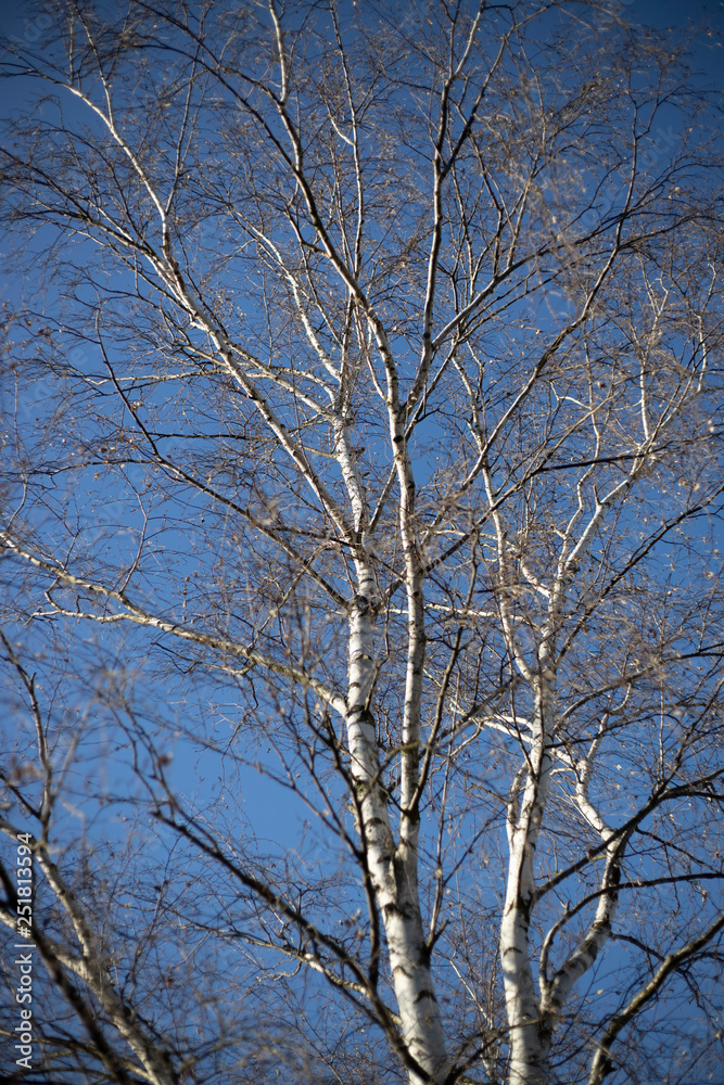 Birken Baum im winter mit blauen Himmel Birken Baum im winter mit blauen Himmel
