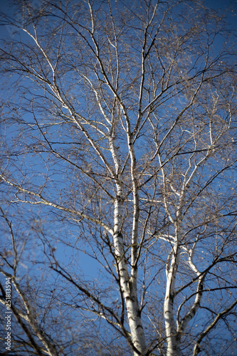 Birken Baum im winter mit blauen Himmel