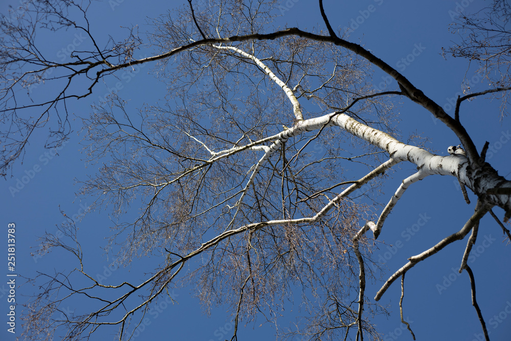 Birken Baum im winter mit blauen Himmel Birken Baum im winter mit blauen Himmel